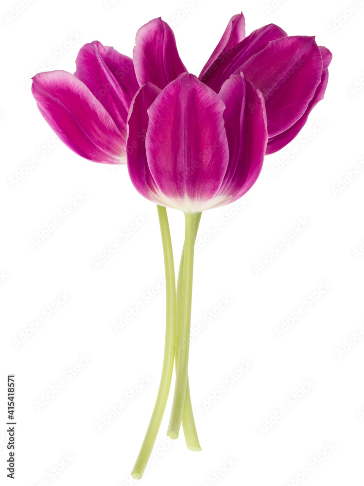 Three lilac tulip flowers isolated on white background cutout Three lilac tulip flowers isolated on white background cutout