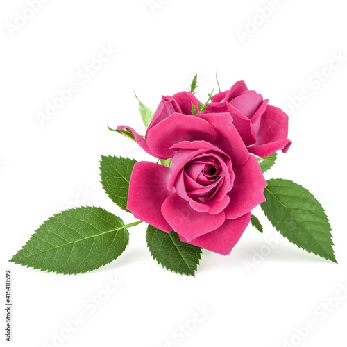 Fototapeta Naklejka Na Ścianę i Meble -  pink rose flower bouquet isolated on white background cutout