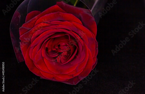 red rose on black, red rose on black background