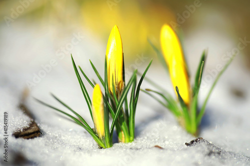 Spring flowers, white crocus snowdrops sun rays. White and yellow crocuses in the country in the spring. Fresh joyous plants bloomed. The young sprouts. © alexkich