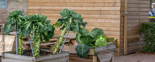 Tableau sur toile Brussels sprouts and green cabbage growing in wooden boxes in the middle of a ci