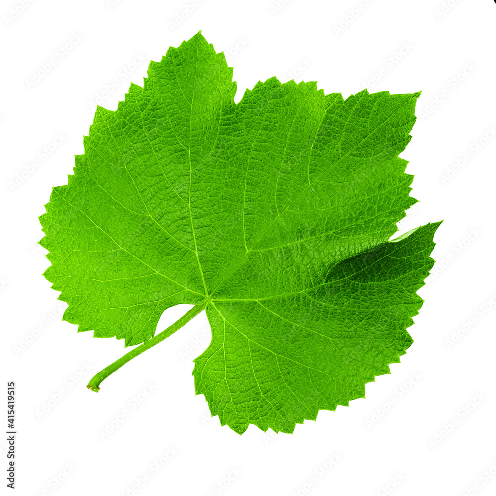 Grape leaf isolated on white background. Winemaking and agriculture concept. Grape leaf isolated on white background. Winemaking and agriculture concept.