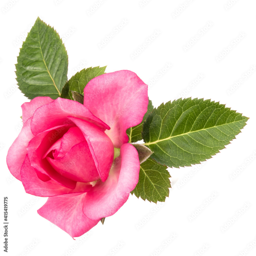 one pink rose flower with leaves isolated on white background cutout