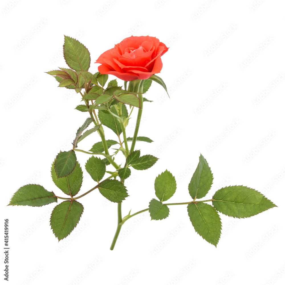 Fototapeta premium one orange rose flower with leaves isolated on white background cutout