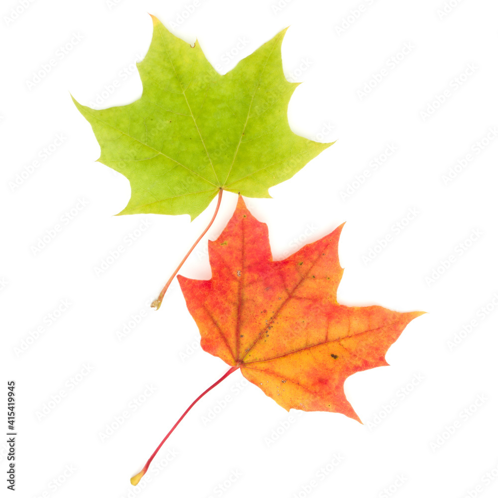 colorful autumn maple leaf isolated on white colorful autumn maple leaf isolated on white