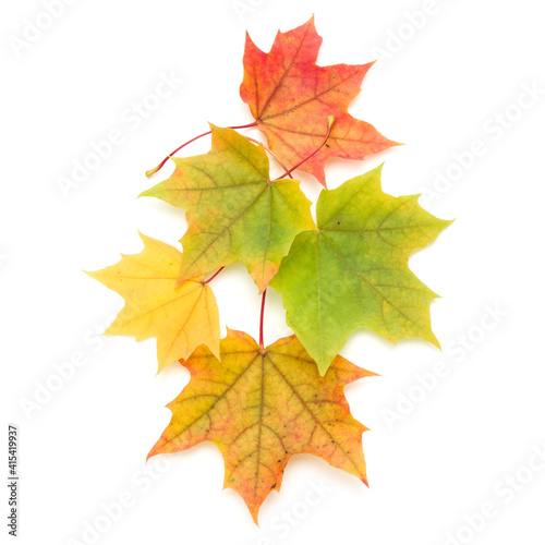 colorful autumn maple leaf isolated on white background