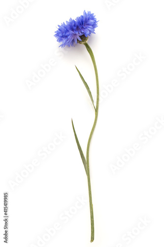 Blue Cornflower Herb or bachelor button flower head isolated on white background cutout