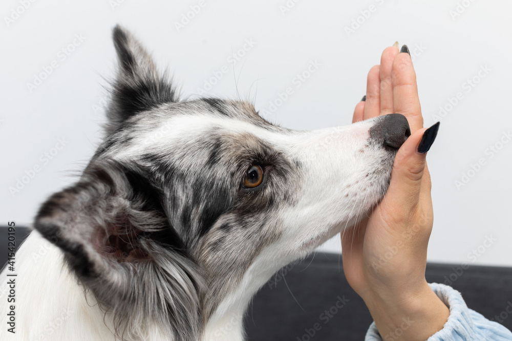 The dog puts its nose to the inside of the young trainer's hand. Intelligent Border Collie Sheepdog. Modern interior design of the apartment. The dog puts its nose to the inside of the young trainer's hand. Intelligent Border Collie Sheepdog. Modern interior design of the apartment.