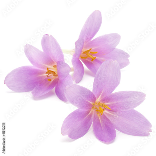 lilac crocus flowers isolated on white background