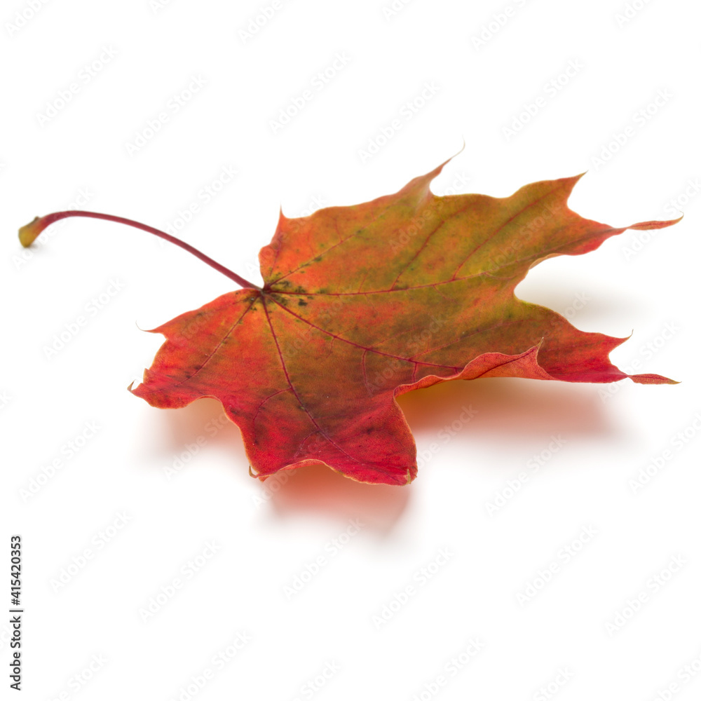 Fototapeta premium colorful autumn maple leaf isolated on white