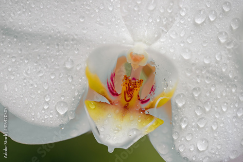 Closeup of a white phalaenopsis blossom with dew drops.