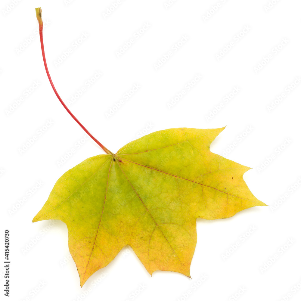 colorful autumn maple leaf isolated on white colorful autumn maple leaf isolated on white
