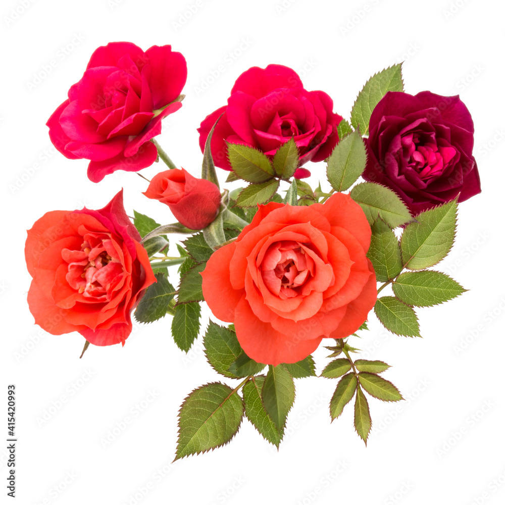 colorful rose flower bouquet with green leaves isolated on white background cutout colorful rose flower bouquet with green leaves isolated on white background cutout