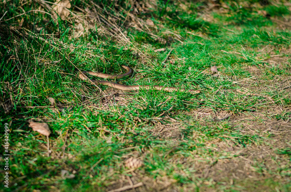 grass snake crawling on the grass grass snake crawling on the grass