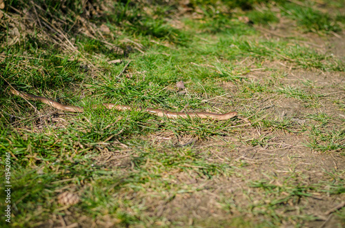grass snake crawling on the grass