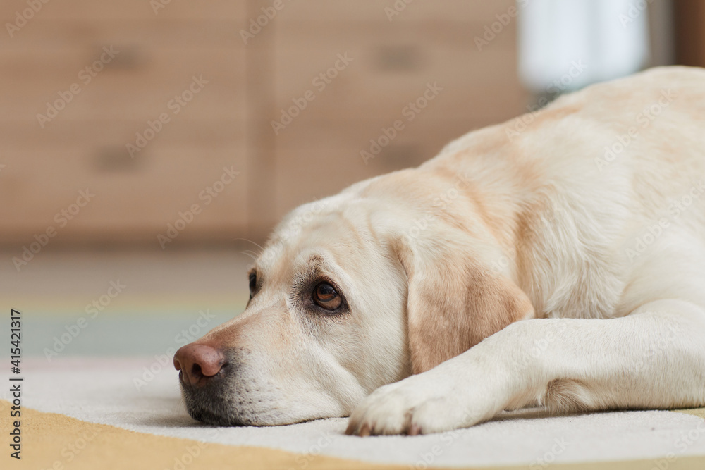 Close up portrait of white Labrador dog lying on carpet at home and looking at owner with puppy eyes, copy space Close up portrait of white Labrador dog lying on carpet at home and looking at owner with puppy eyes, copy space
