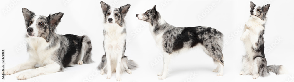 Lots of sitting and lying dog poses in a panoramic frame. Purebred Border Collie dog in shades of white and black, and long and fine hair. An excellent herding dog.