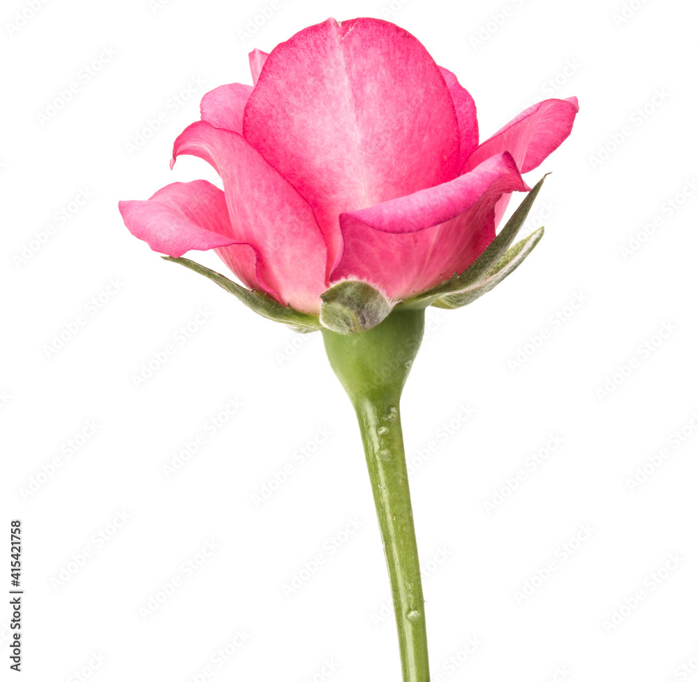 Fototapeta premium one pink rose flower isolated on white background cutout