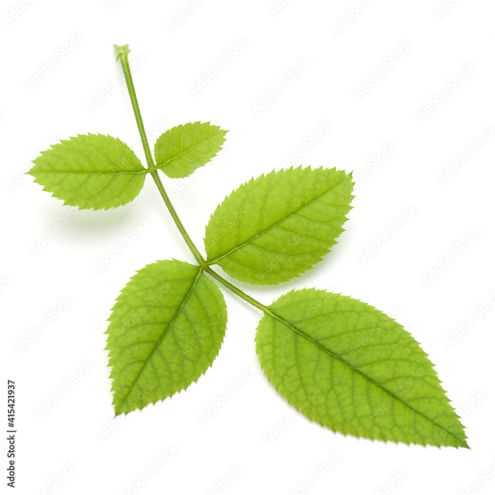 Green rose leaf isolated on white background cutout Green rose leaf isolated on white background cutout