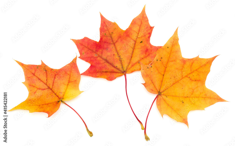 colorful autumn maple leaf isolated on white background colorful autumn maple leaf isolated on white background