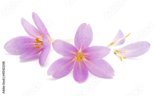 lilac crocus flowers isolated on white background