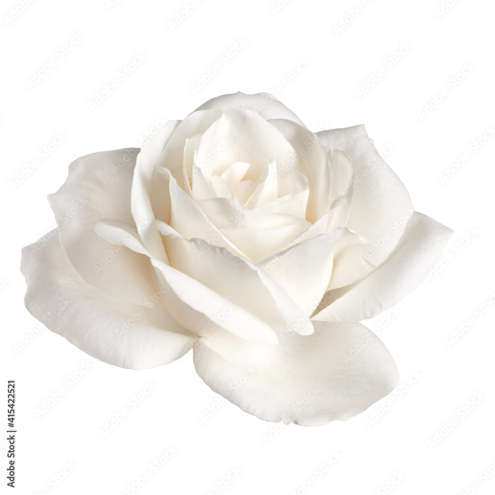 one white rose flower isolated on white background cutout