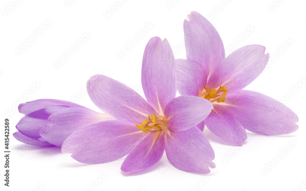 lilac crocus flowers isolated on white background