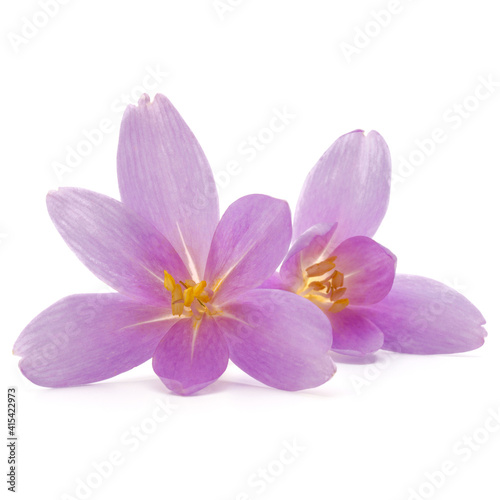 lilac crocus flowers isolated on white background