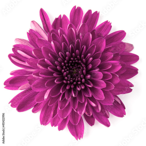 Lilac chrysanthemum flower isolated on white background