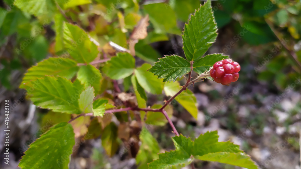 wild strawberry on a bush wild strawberry on a bush