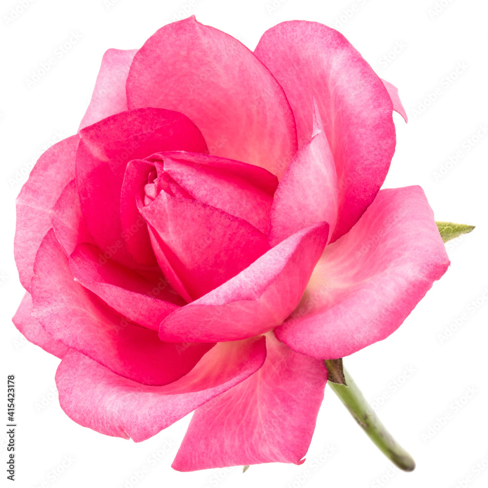one pink rose flower isolated on white background cutout one pink rose flower isolated on white background cutout