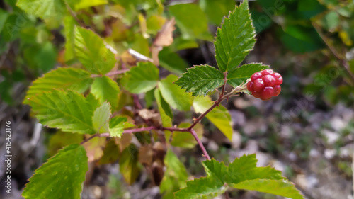 wild strawberry on a bush