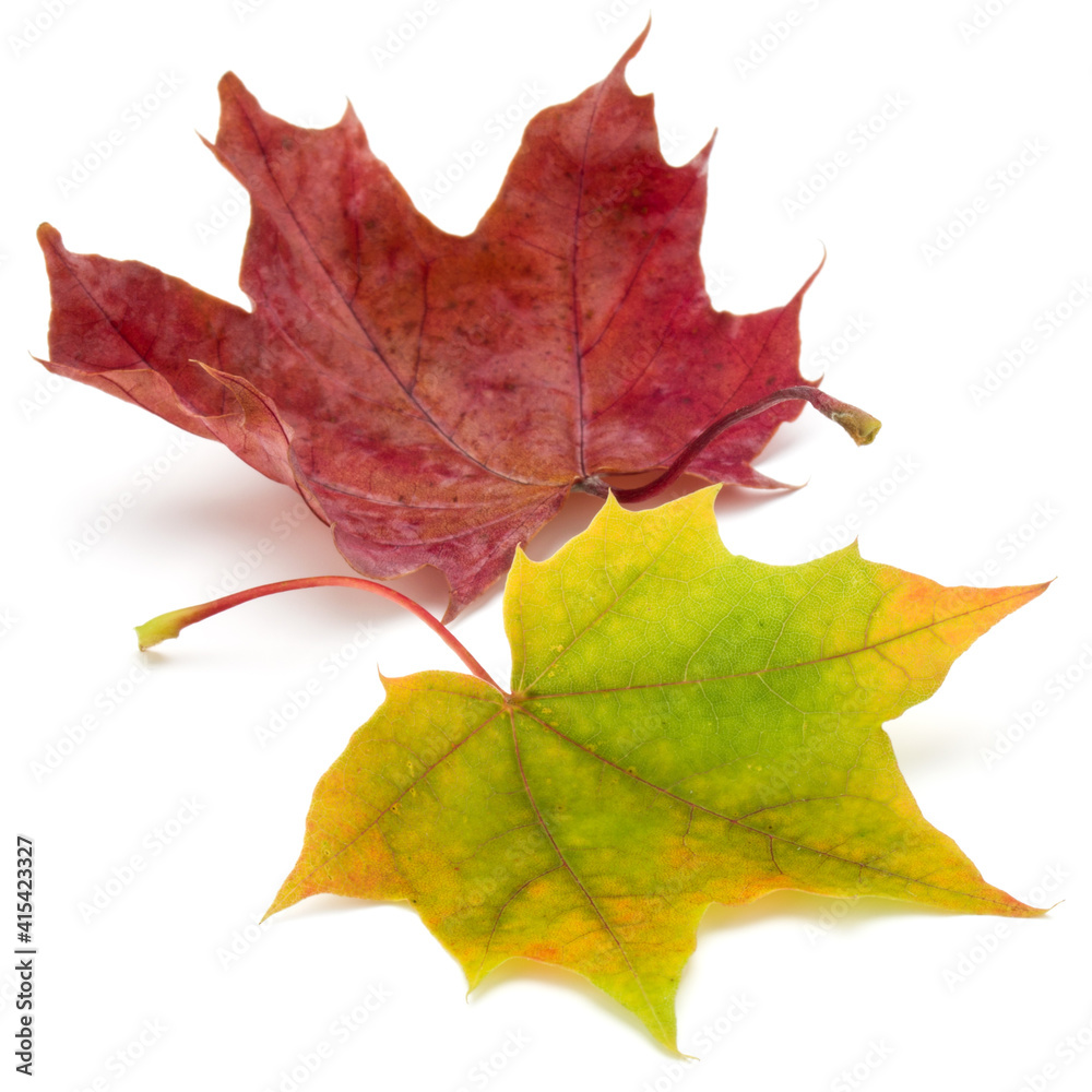 colorful autumn maple leaf isolated on white colorful autumn maple leaf isolated on white