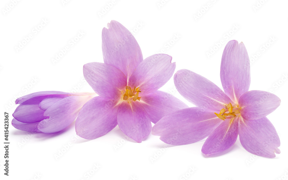 lilac crocus flowers isolated on white background