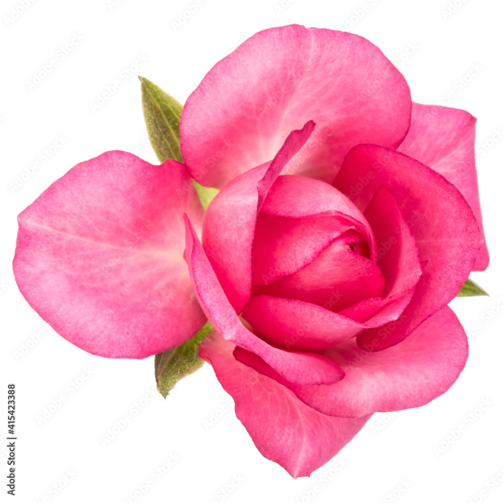 one pink rose flower isolated on white background cutout one pink rose flower isolated on white background cutout