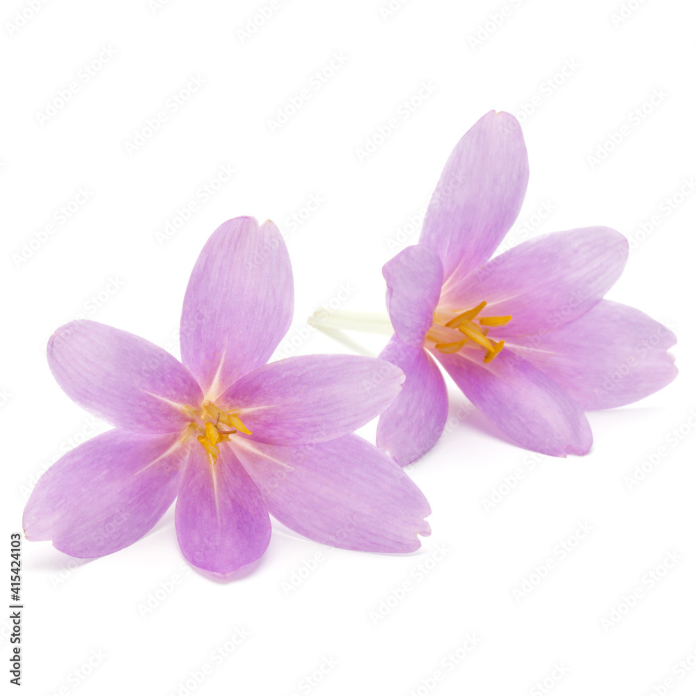 lilac crocus flowers isolated on white background lilac crocus flowers isolated on white background