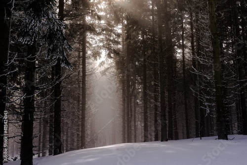 Stimmungsvolle, mystische Stimmung - Sich auflösender Nebel mit ersten Sonnenstrahlen im Thüringer Wald