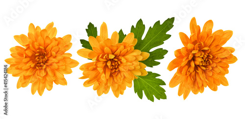 three chrysanthemum flower heads with green leaves isolated on white background closeup. Garden flower, no shadows, top view, flat lay.
