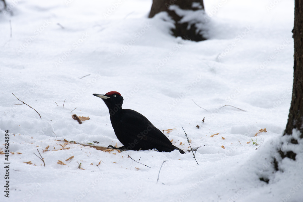 Dark Black woodpecker (Dryocopus martius) on a snowy ground in Estonian boreal forest during winter. Dark Black woodpecker (Dryocopus martius) on a snowy ground in Estonian boreal forest during winter.