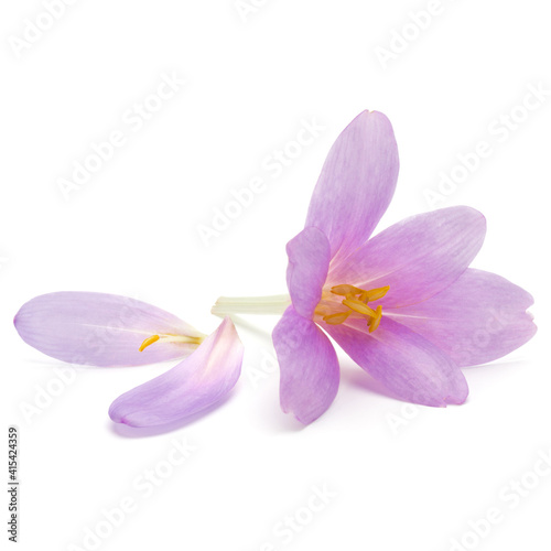 lilac crocus flowers isolated on white background