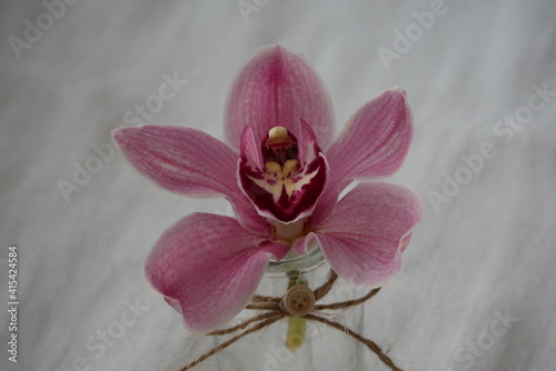 Belle fleur d'orchidée rose