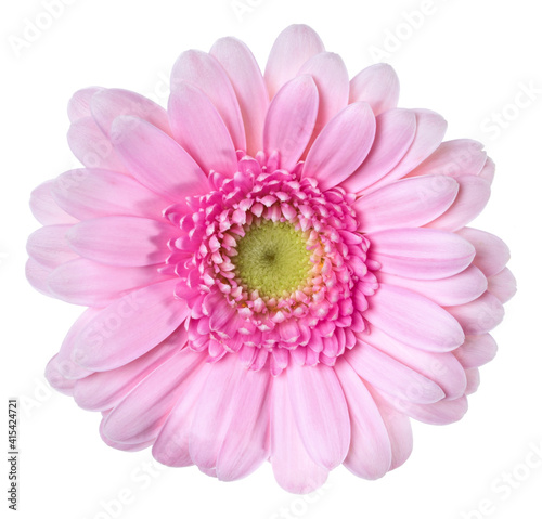   pink gerbera flower head isolated on white background closeup. Gerbera in air, without shadow. Top view, flat lay. © Natika