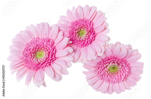 Three   pink gerbera flower heads isolated on white background closeup. Gerbera in air  without shadow. Top view  flat lay.