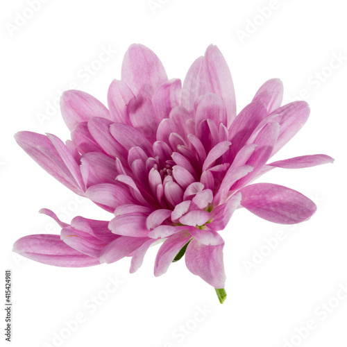 one chrysanthemum flower head isolated on white background closeup. Garden flower  no shadows  top view  flat lay.