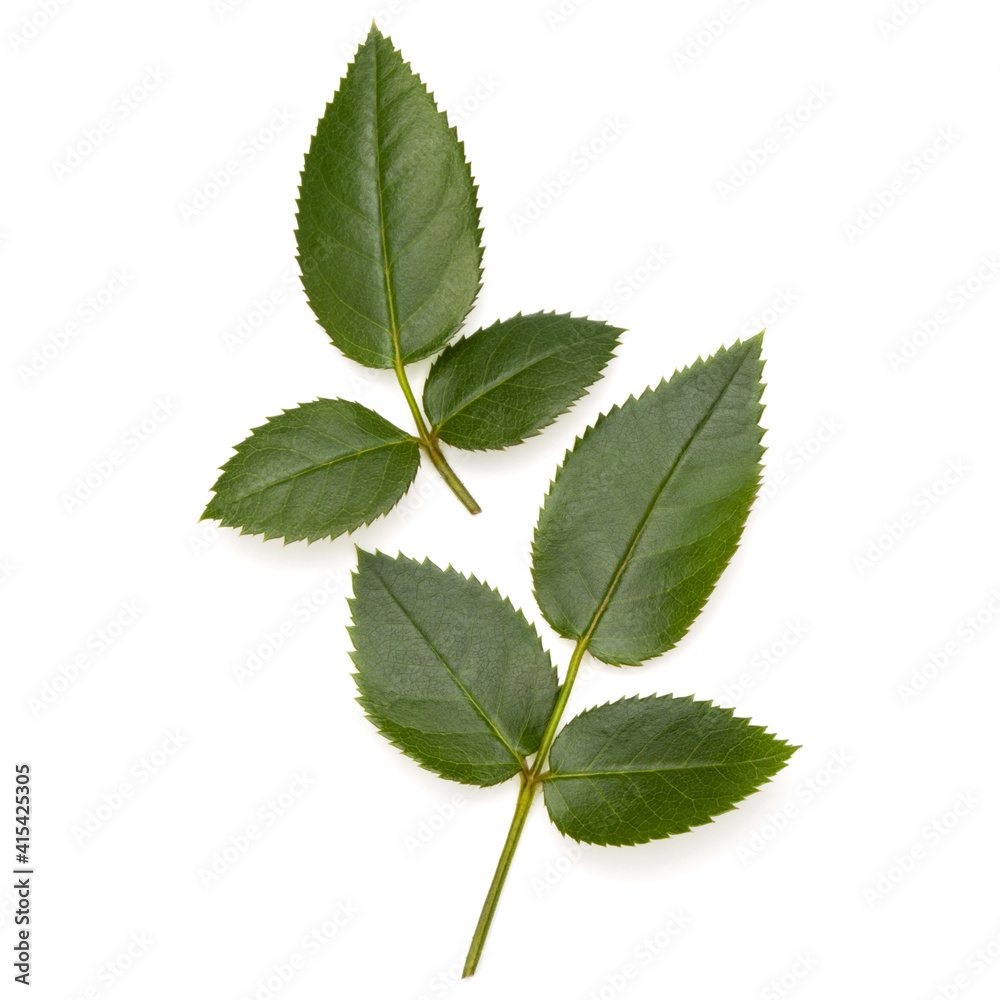Green rose leaf isolated on white background cutout Green rose leaf isolated on white background cutout