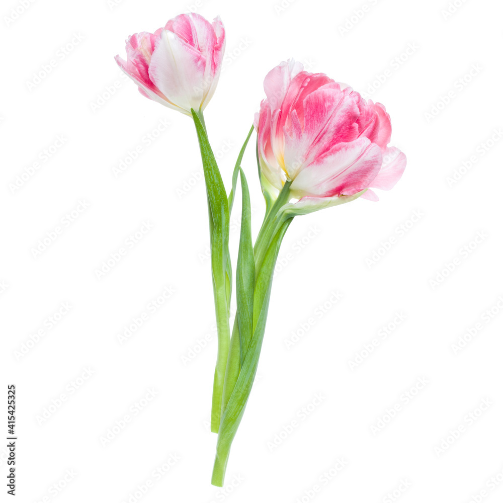 Bouquet of two spring pink tulips flowers isolated on white background closeup. Flowers bunch in air, without shadow. Top view, flat lay. Bouquet of two spring pink tulips flowers isolated on white background closeup. Flowers bunch in air, without shadow. Top view, flat lay.