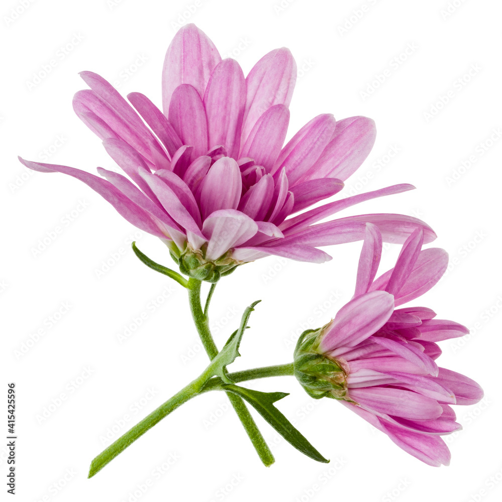 two chrysanthemum flower heads with green stem isolated on white background closeup. Garden flower, no shadows, top view, flat lay. two chrysanthemum flower heads with green stem isolated on white background closeup. Garden flower, no shadows, top view, flat lay.