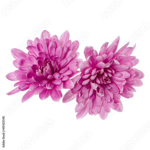 two chrysanthemum flower heads isolated on white background closeup. Garden flower  no shadows  top view  flat lay.