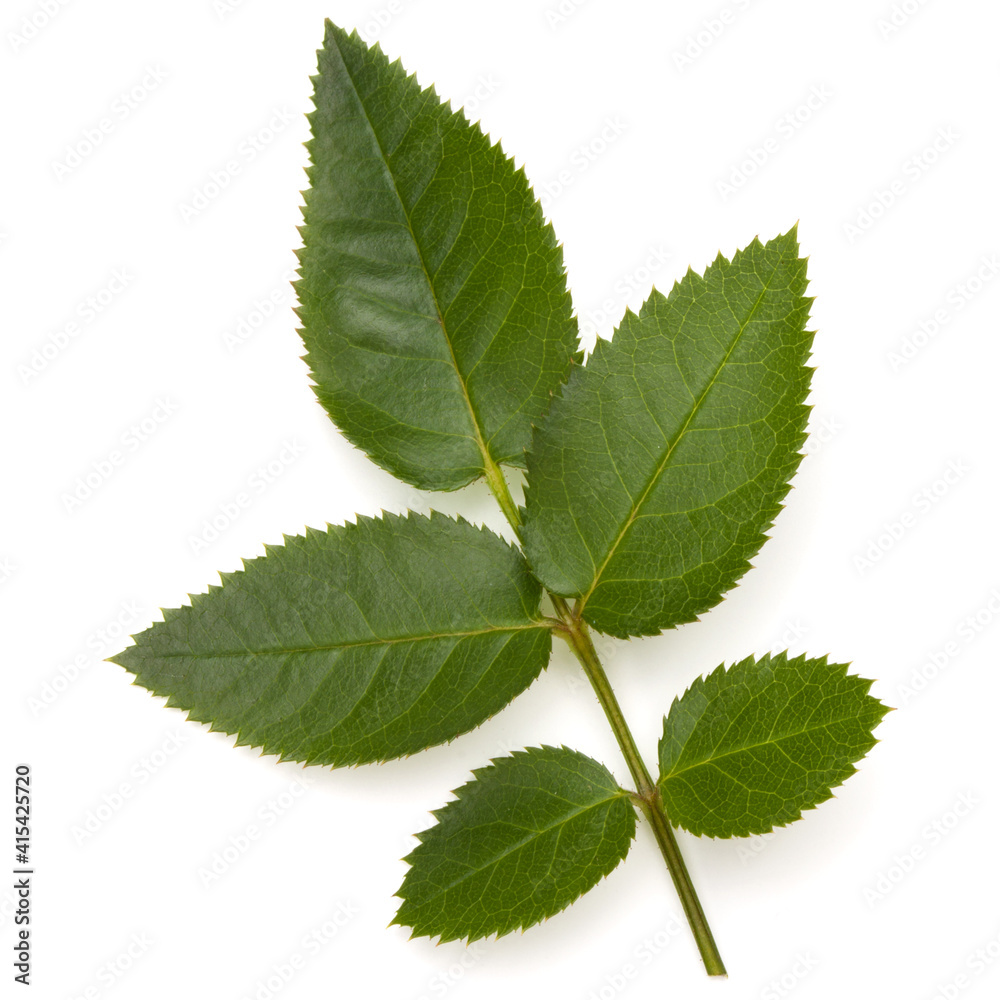 Fototapeta premium Green rose leaf isolated on white background cutout