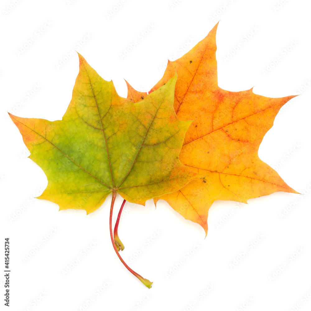 colorful autumn maple leaf isolated on white colorful autumn maple leaf isolated on white